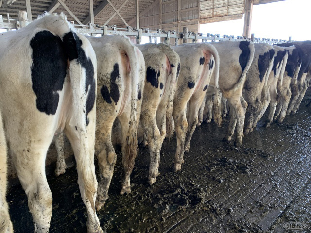 (18 Head) Holstein heifers